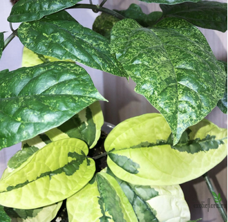 Clerodendron Thomsoniae Variegata / Клеродендрум Томсона вариегатный