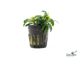 Буцефаландра Biblis Blue Sky (пластиковый горшок)