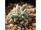 Crassula Ausensis ssp. Titanopsis - Крассула аусиензис вар. титанопсис, миниатюрная крассула