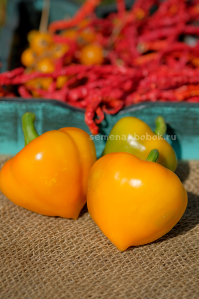 Перец сладкий Леся Оранжевая, 10 шт
