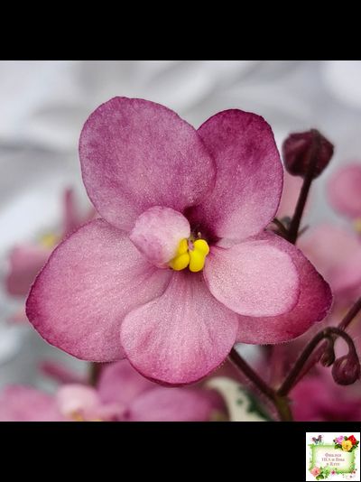 Mac&#039;s 1306-2 (G.McDonald) трейлер