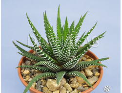 Haworthia fasciata Big Band