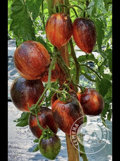 Томат Гаргамель (Gargamel), 10 шт