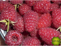 МАЛИНА "ДОЧЬ ГЕРАКЛА" (ремонтантная, крупная)