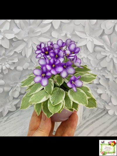 Rob's Lucky Penny (R.Robinson) (05/31/1997) листовая химера (пасынок сорт укоренённый)