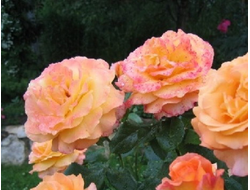 Адольф Хорстман (Adolf Horstmann), Ч/Г, Kordes