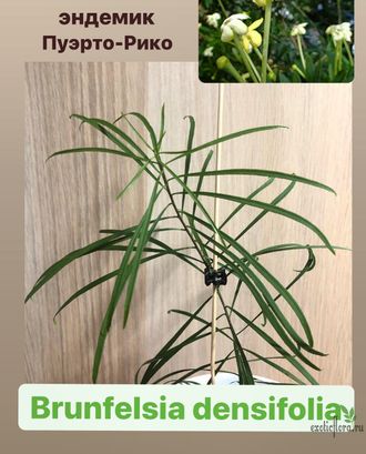 Brunfelsia Densifolia