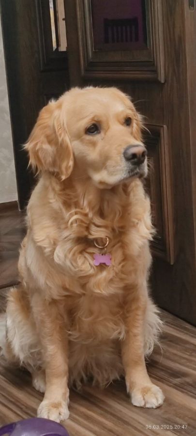 Перси / РУССКОЕ ЗОЛОТО ПЕРСИ ПЕРСОНА ГРАТА /, 3 года