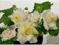 113) АВ- Желтая Роза (дет)