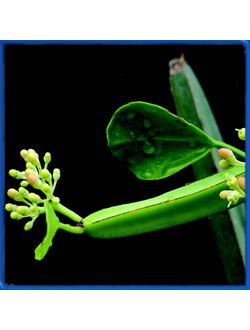 Cissus