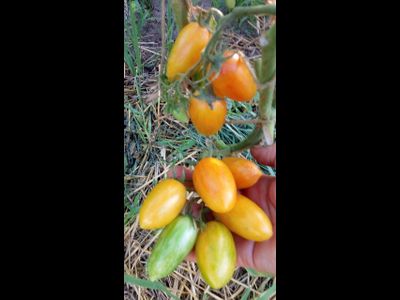 Томат Розовый тигр (Artisan pink tigr)