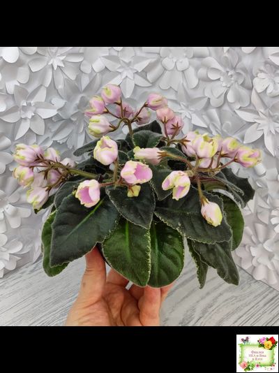 ЛЕ-Ландыши (Е. Лебецкая) 2020 г. (пестролистный лонг)