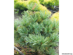 Сосна кедровая Блю Мопс - Blue Mops