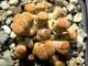 Lithops schwantesii C079 (MG) monstr