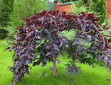 Краснолистная лещина  на штамбе( Corylus avellana Pendula purpurea)
