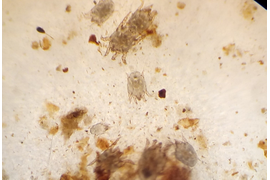 Дерматология