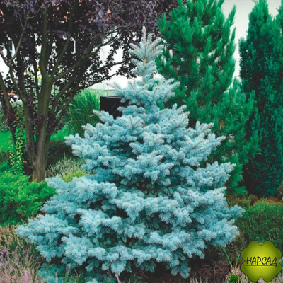 Ель колючая "СУПЕР БЛЮ" (саженец 40-50 см)