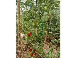 Томат Длинные из Ковеля