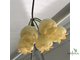 Hoya Inflata