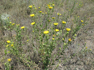 Гринделия (Grindelia squarrosa) Россия, абсолю (1 г)