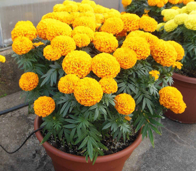 Бархатцы (Тагетис) Эректа