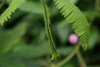 Mimosa pudica - Мимоза стыдливая, сенсорное (движущиеся) растение, удивительное растение