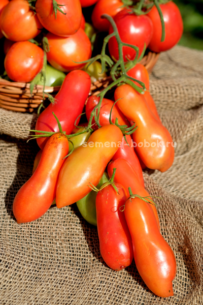 Томат Стрелка, 10 шт