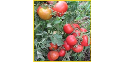 Томат Аленка