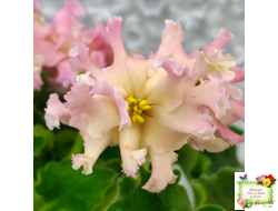 АВ-Златые Горы (Фиалковод) 2021 г.