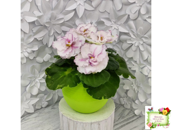 ВаТ-Соло Анфисы (Т. Валькова) 2021 г.