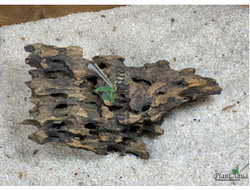 Коряга Мангровая Дракон L (20-40см)