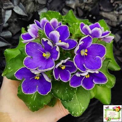 АВ-Контрольный Выстрел (Фиалковод) 2020 г. (пестролистный гёрл)