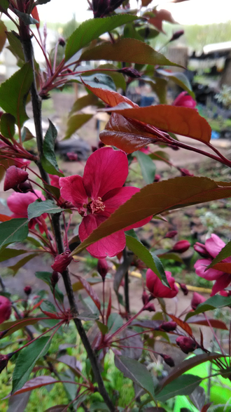 Яблоня декоративная Роялти (краснолистная)