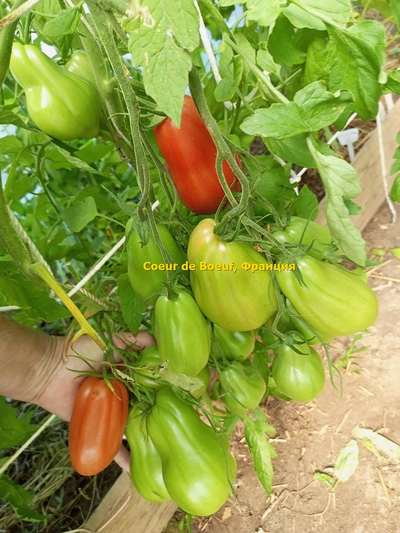 Томат Сердце быка (Coeur de Boeuf), Франция