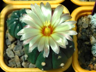 Astrophytum ASNUD cv.Kitsukow - 5 семян