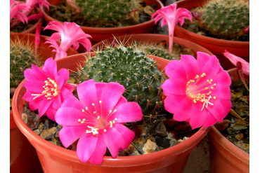 Rebutia violaciflora
