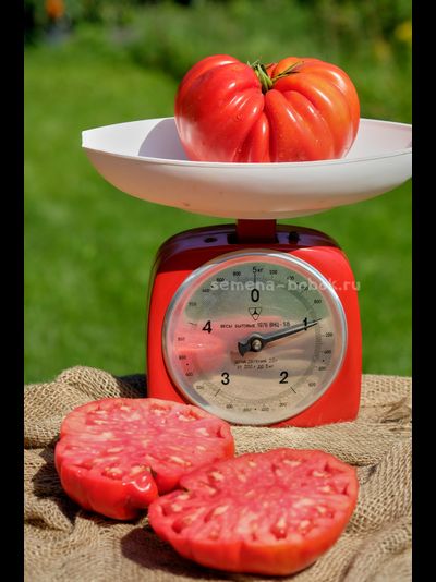 Томат Гигант Фарина, 10 шт