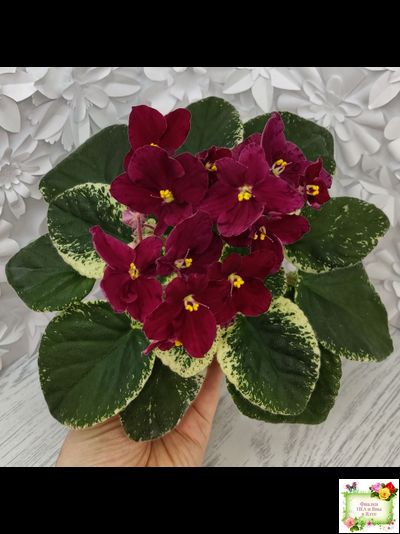 Mac's O'Scarlet O'Hara (G.McDonald) (Макс ОСкарлет Охара)