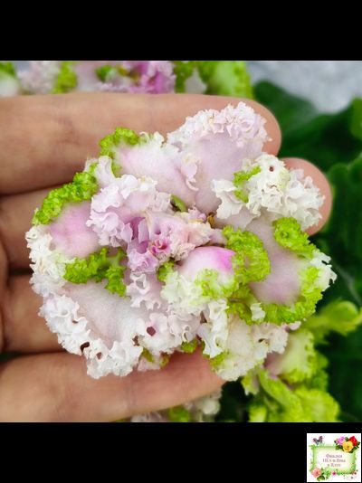 ЛЕ-Денди (Е. Лебецкая) 2011 г.