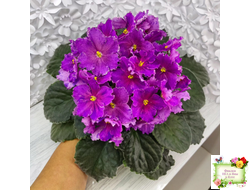 Dn-Cherchez la Femme (Д. Денисенко) 2020 г.