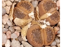 Lithops aucampiae (Kuruman form) C332 (MG) - 10 семян