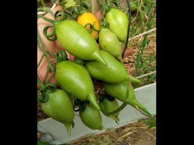 Томат Сокровище (Akmore Treasure)