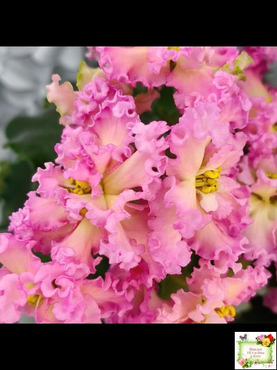 РМ-Богиня Солнца (Н. Скорнякова) 2019 г.