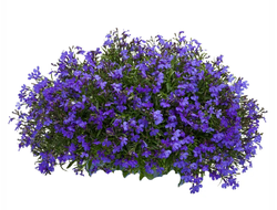 ЛОБЕЛИЯ КАШПО 4 ЛИТРА