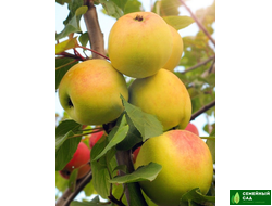 Яблоня "ВЭМ-желтый"  (иммунный сорт)