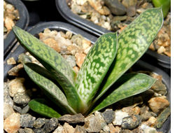 Gasteria (Гастерия)