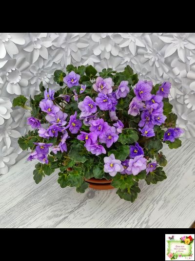 Skagit Victory Trails (W. Lindstrom)  (5659) 01/30/1984 трейлер