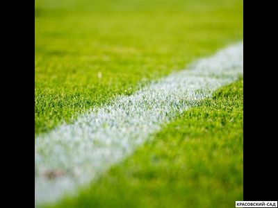 Рулонный газон Спортивный
