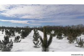 Кедр - фото 13 - питомник Красовский-Сад.рф