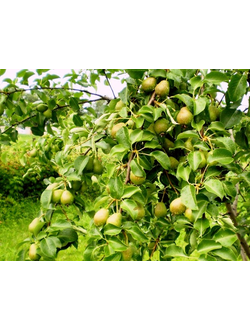 Груша  Московская ранняя (летн.)